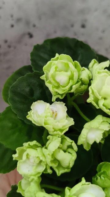 Фиалка Hunter's Cabbage Goddess