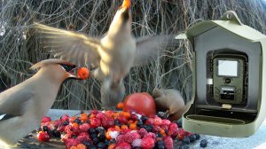 Птицы на фотоловушку SUNTEK BC - 303 / Фотоловушка в лесу