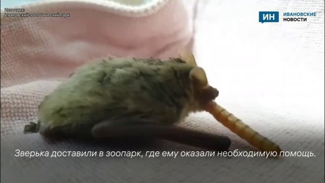 В зоопарке спасли замерзшую летучую мышь, залетевшую к ивановцам смотреть онлайн