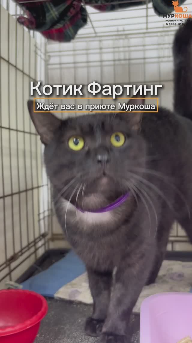 Фартинг (уже дома) смотреть онлайн