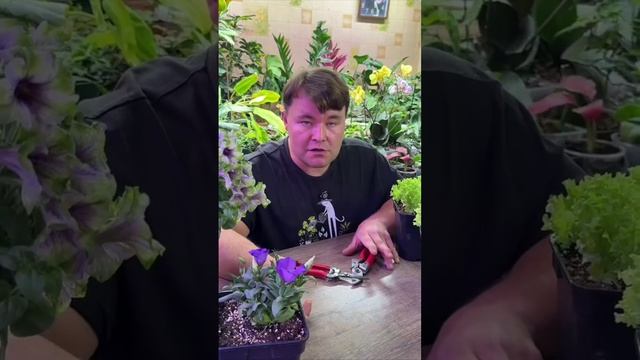 САМЫЙ ЛУЧШИЙ САДОВЫЙ ИНСТРУМЕНТ ПРЯМИКОМ ИЗ ЯПОНИИ ТОЛЬКО ДЛЯ ВАС. смотреть онлайн