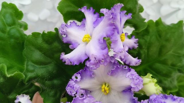 Фиалка РМ-Франческа