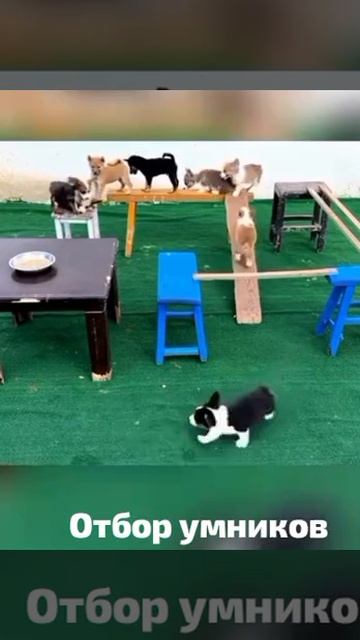 Отбор Умников смотреть онлайн