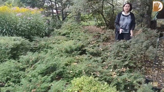 "САДЫ со ВКУСОМ" от Ирины Сахаровой. СТИЛЬНЫЙ САД и ЦВЕТНИКИ в Архангельске. смотреть онлайн