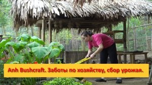 Anh Bushcraft. Заботы по хозяйству, сбор урожая для рынка.