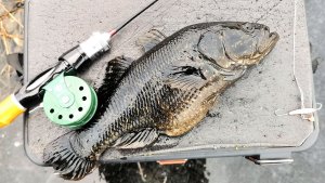 Ловлю ротанов. Экземпляр на 595 грамм. Зимняя рыбалка.