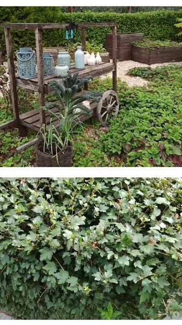 Главная тема - ОГОРОД! #ландшафтныйдизайн #design #garden #youtubeshorts #огород смотреть онлайн