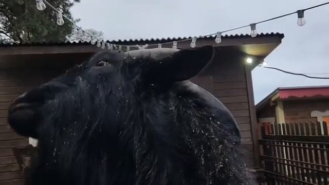 Баран любит морковь смотреть онлайн