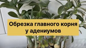 Как обрезать главный корень у адениума. Один из способов. 1 декабря 2025 г.