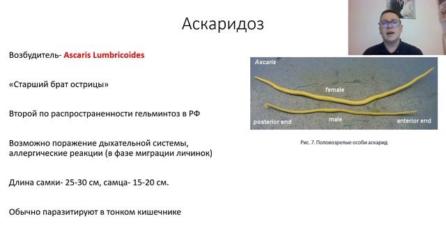 Гельминтозы (энтеробиоз, аскаридоз,описторхоз, трихинеллез). Лекция для студента и врача. смотреть онлайн
