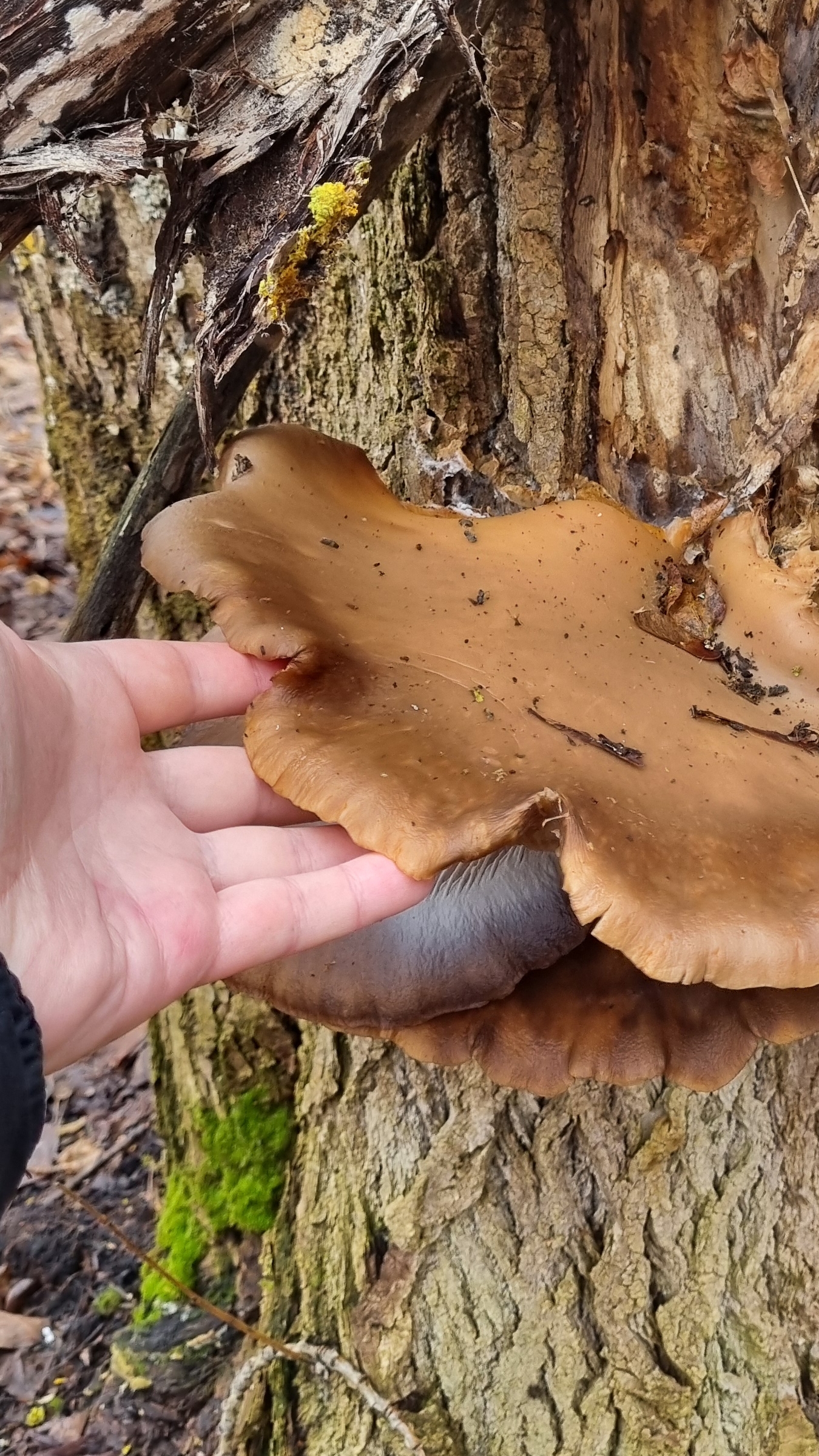 Ведро вешенок в декабре...