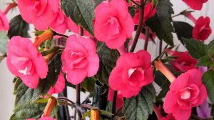 Ахименесы. Собираю урожай 🌸🌸🌸