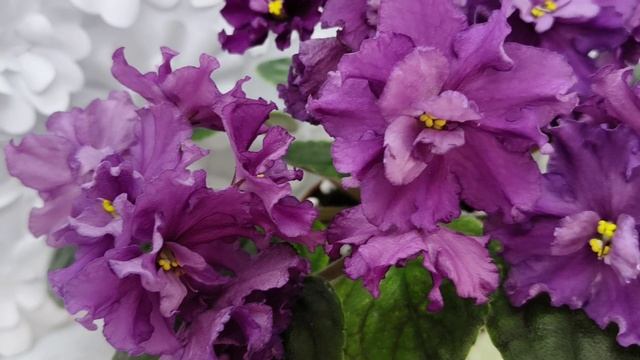 Фиалка трейлер СВ-Город Бахчисарай