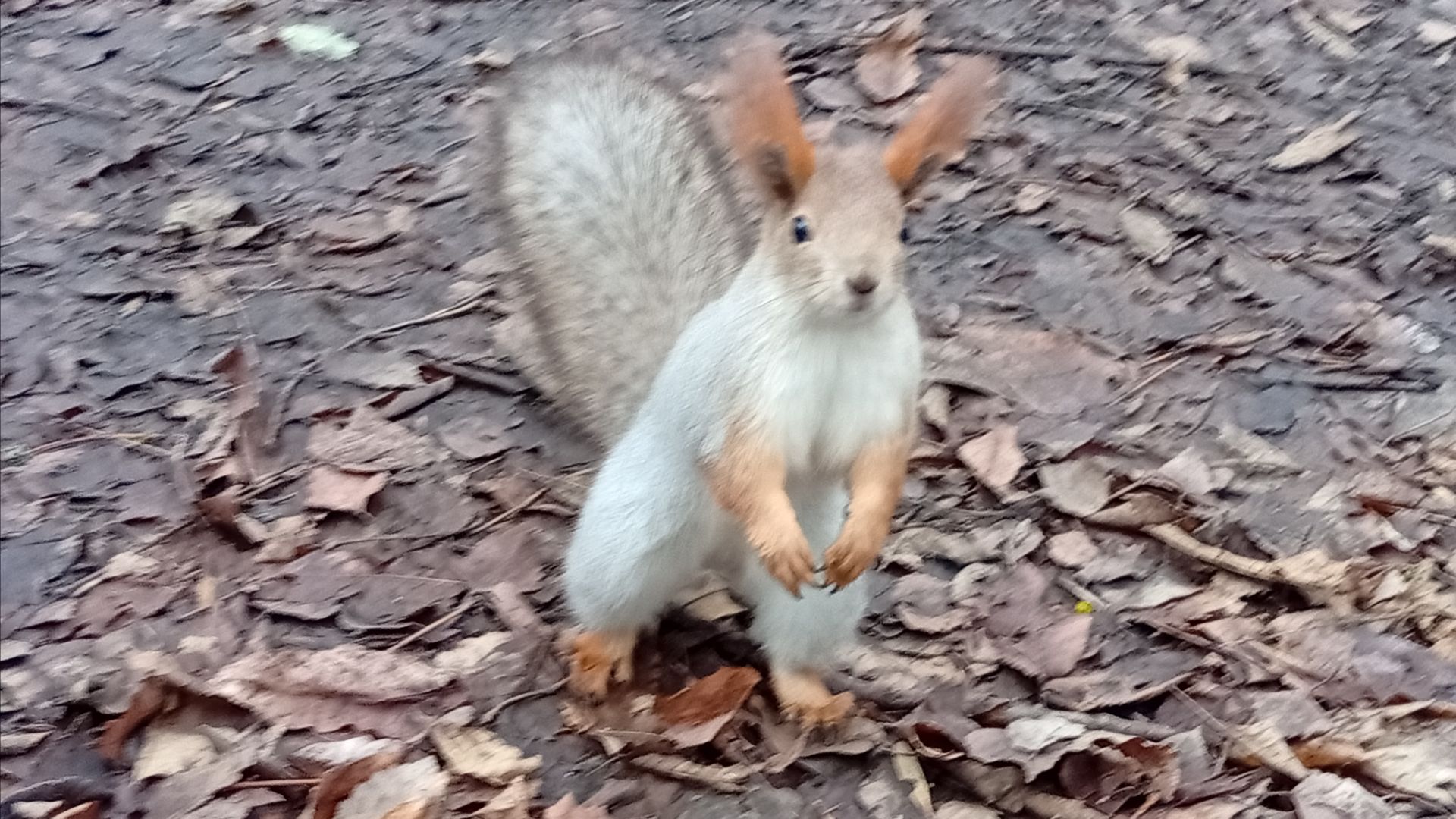 "Покатаемся?". В гости к белкам и велопоездка к волжскому мосту. смотреть онлайн