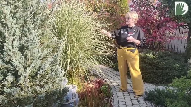 Видео журнал "СОФ №116" Возвращение в МАЛЕНЬКИЙ САД. Красиво, уютно и профессионально. смотреть онлайн