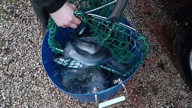 Forest Fishing 01.12.25