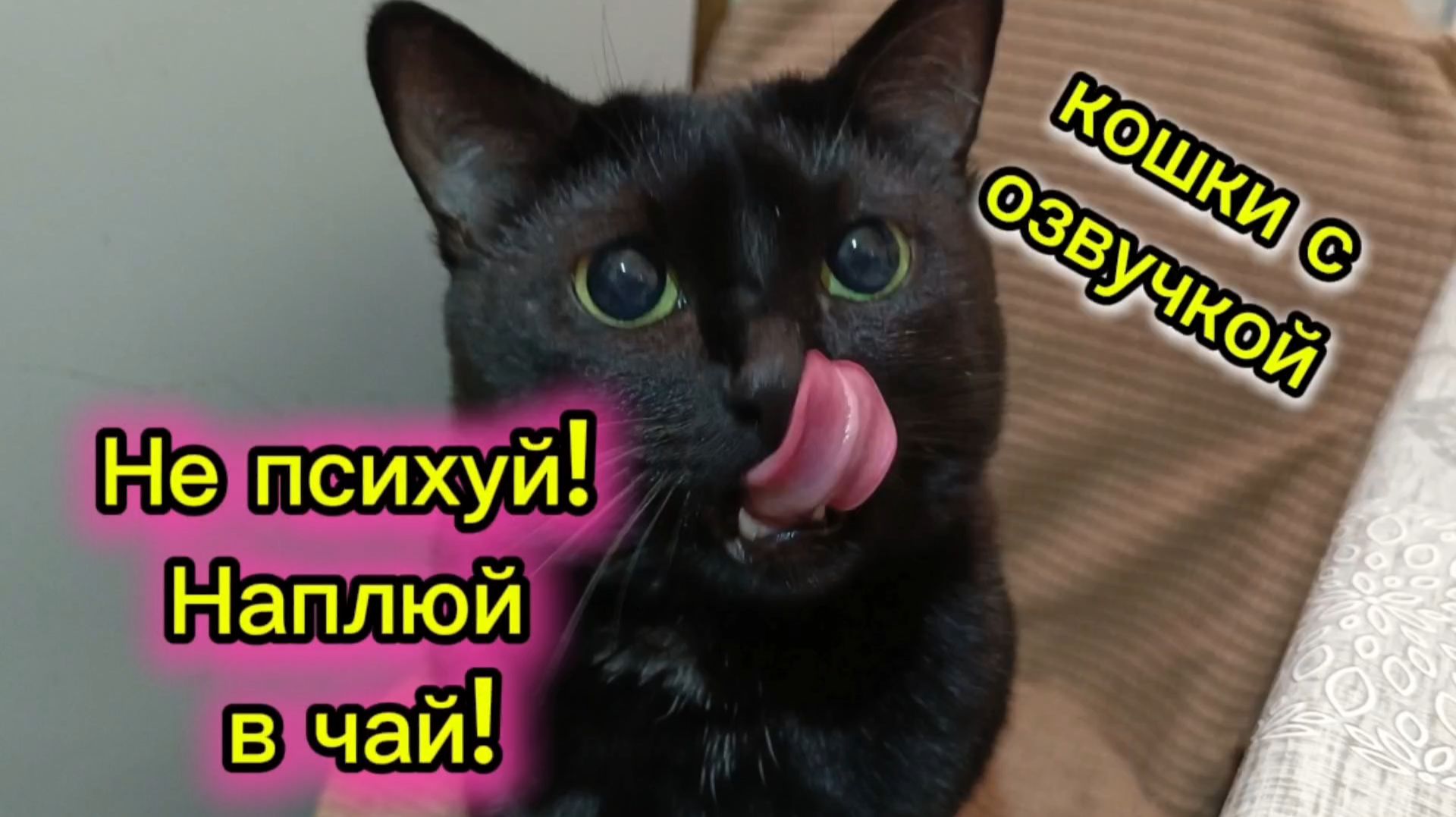 КОШКИ С ОЗВУЧКОЙ. смотреть онлайн