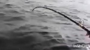 Вываживание сома на 27кг/Рыбалка на сома