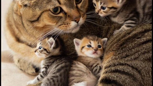 мамочка кошечка с котятами