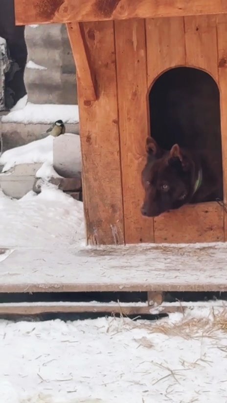 Талантливый мужчина!😂🦮 смотреть онлайн