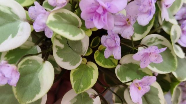 Фиалка трейлер химера Жемчужный Восторг