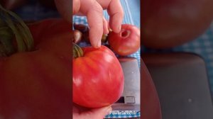 Обзор и дегустация томата Бычье сердце Минусинское