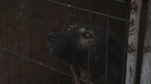 Мягкие лапки | Как выбрать животное в приюте