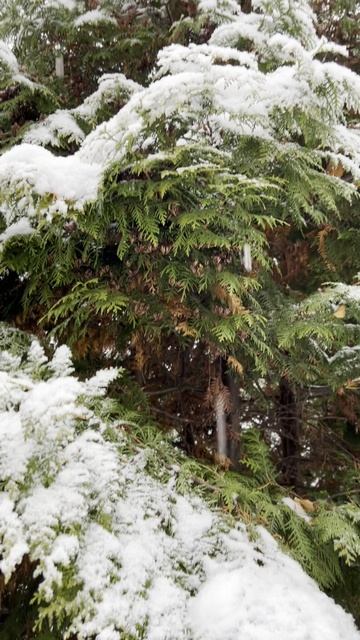 Первый день зимы в Сибири смотреть онлайн