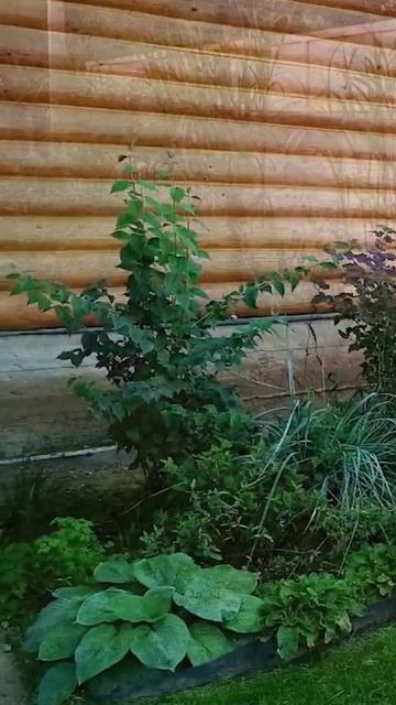 Приглашение на семинар по злакам! Ссылка в комментариях #youtubeshorts #ландшафтныйдизайн смотреть онлайн