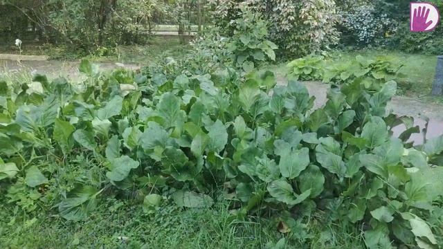 Видео журнал "PRO·ЦВЕТНИКИ" №4 - БОЛЬШОЙ РОЗАРИЙ в парке "Сокольники". смотреть онлайн