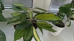 Комнатные Растения В Спальне В Декабре