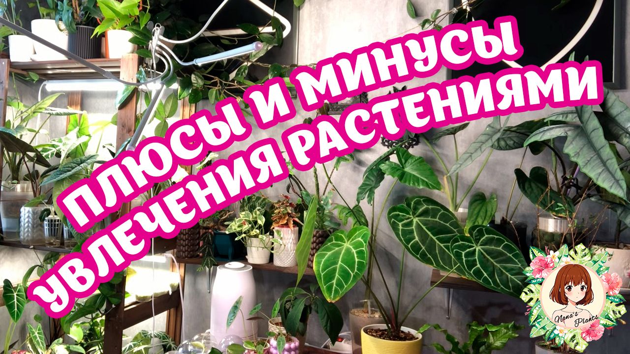 ПЛЮСЫ И МИНУСЫ увлечения растениями + ЮТЬЮБ-КОНКУРС #plants #растения