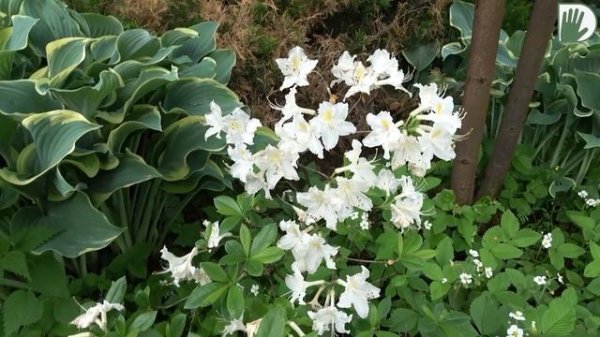 Видео журнал "СОФ №140" ОСОБЕННОСТИ СЛОЖНОЙ ВЕСНЫ. Сад в середине лета. Розы и рододендроны