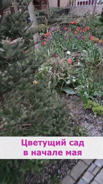 Цветущий сад в начале мая. Срочный выпуск на нашем канале! #design #дача #сад #ландшафтныйдизайн смотреть онлайн