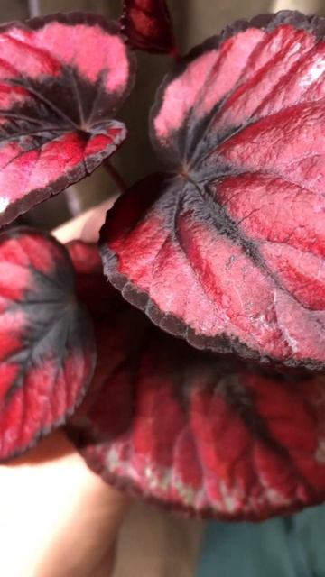 ОТКРЫЛА ДВЕРЬ В НАРНИЮ: Начала покупать бегонии  #бегония #растения #begonias #обзор #коллекция