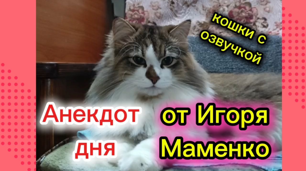 КОШКИ С ОЗВУЧКОЙ. смотреть онлайн