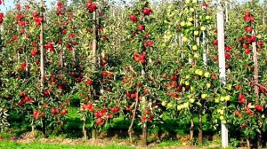 Век живи. век учись ( колоновидные яблони)