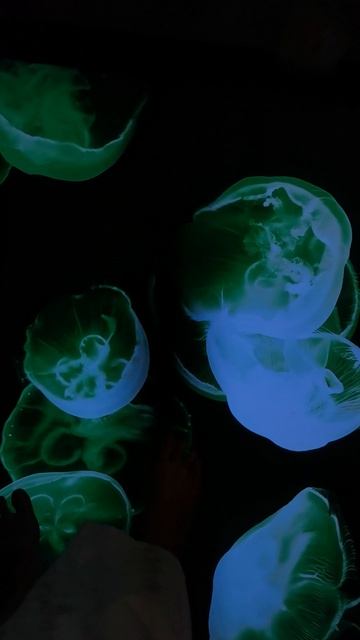 Кто пашет как Папа Карло, тот умеет отдыхать. Мальдивы в Санкт-Петербурге 🤍 #обзоротелей