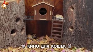 Видео для кошек про крысок развлекать питомцев 🐭🐀😂 (390)