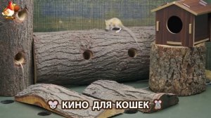 Видео для кошек про крысок развлекать питомцев 🐭🐀😂 (391)