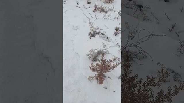 Асмр. зимняя прогулка. шаги. снегопад. звуки пения птиц