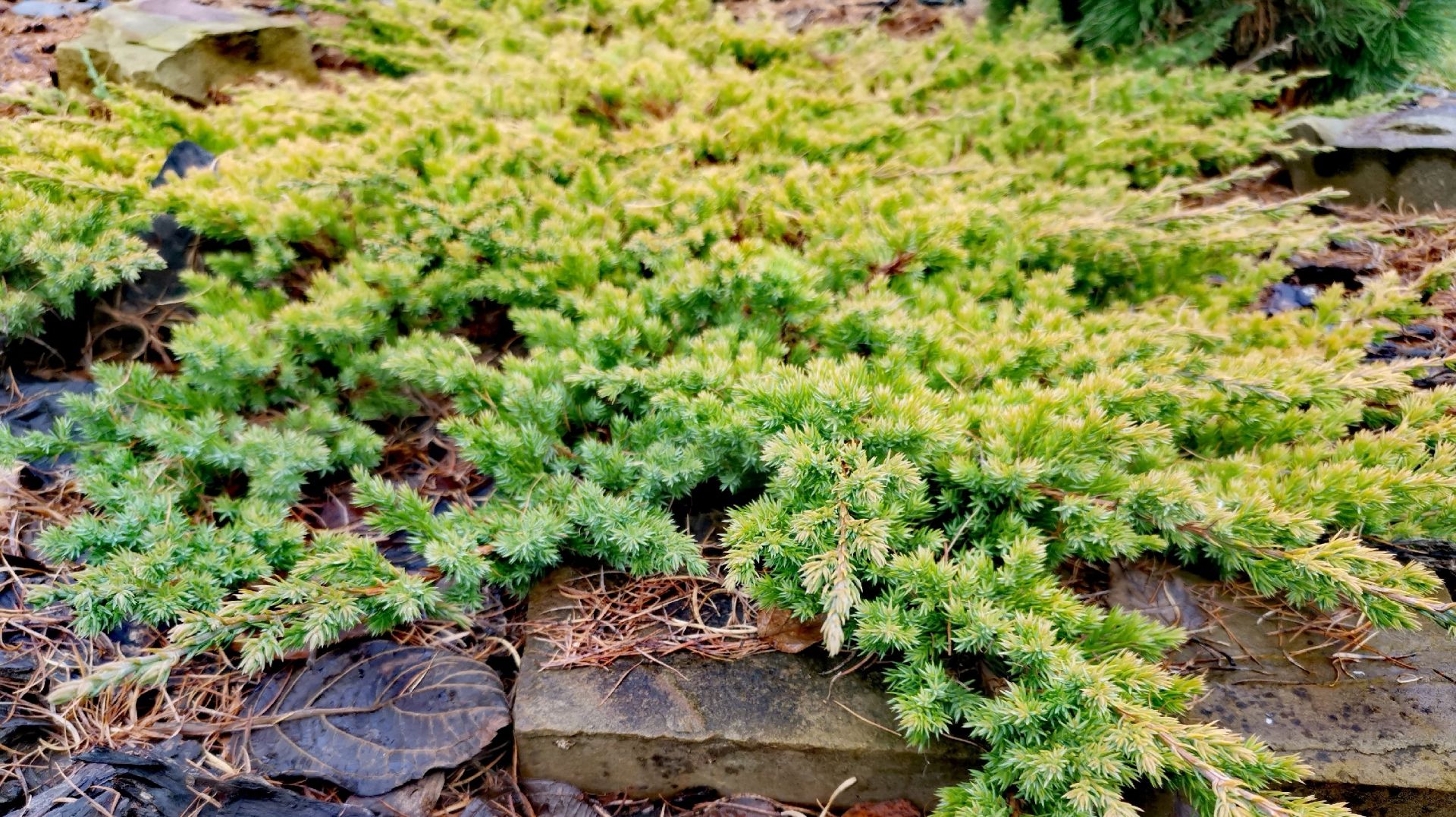 МОИ МОЖЖЕВЕЛЬНИКИ!🔥 Последний день осени! 🌲🍁30.11.25 #garden #сад #обзор #дача смотреть онлайн