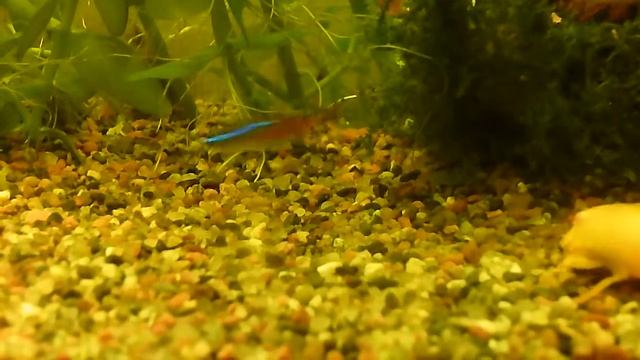 Выжить / Survive