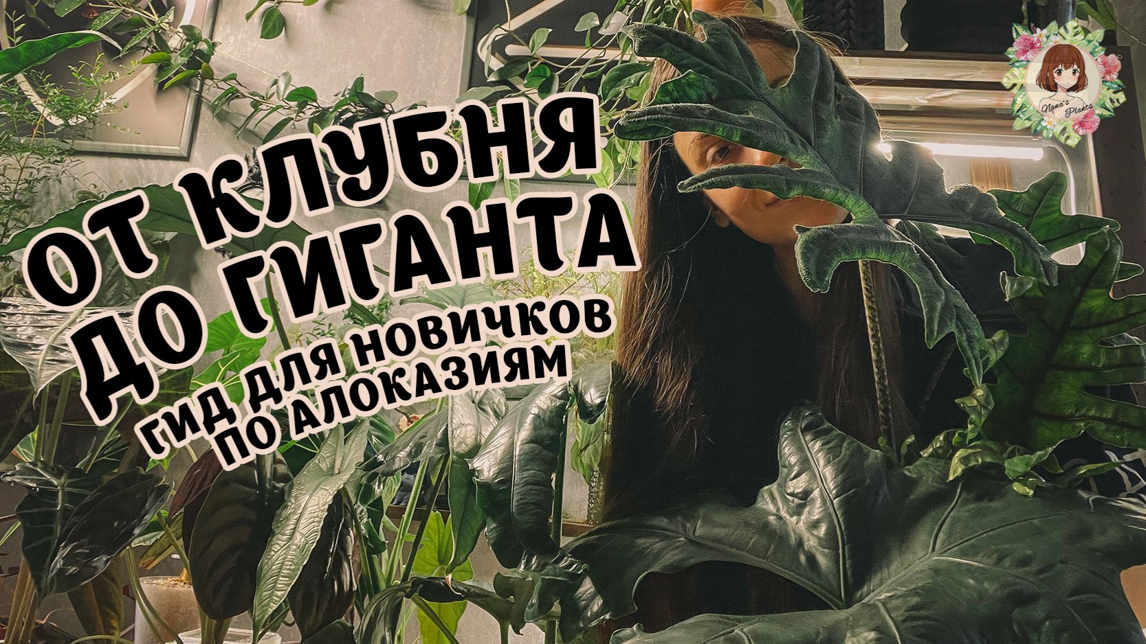 ОТ КЛУБНЯ ДО ГИГАНТА: Как я ухаживаю за алоказиями! Пересадка, переукоренение и др. #алоказия