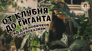 ОТ КЛУБНЯ ДО ГИГАНТА: Как я ухаживаю за алоказиями! Пересадка, переукоренение и др. #алоказия