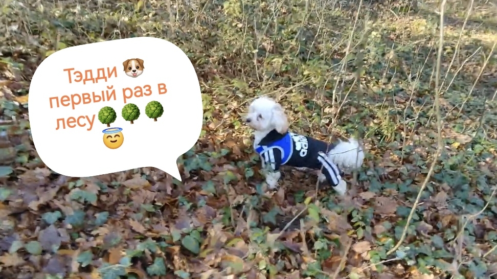 Тэдди Мальтипу первый раз в лесу
