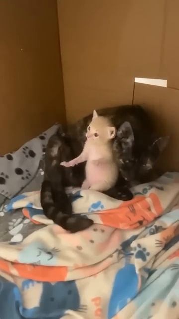 Кошки и их дети - 2025 год смотреть онлайн