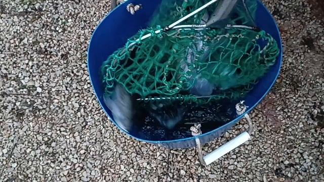 Forest Fishing 01.12.25