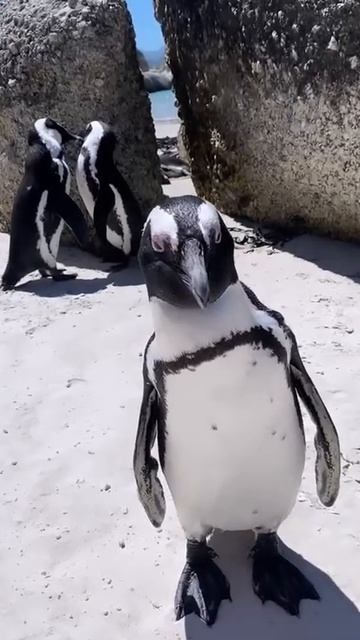 Пингвины 🐧 смотреть онлайн