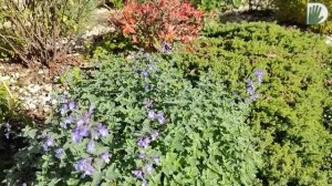 Видео журнал "СОФ №91" МАЛЕНЬКИЙ САД. Его реконструкция и новое лицо